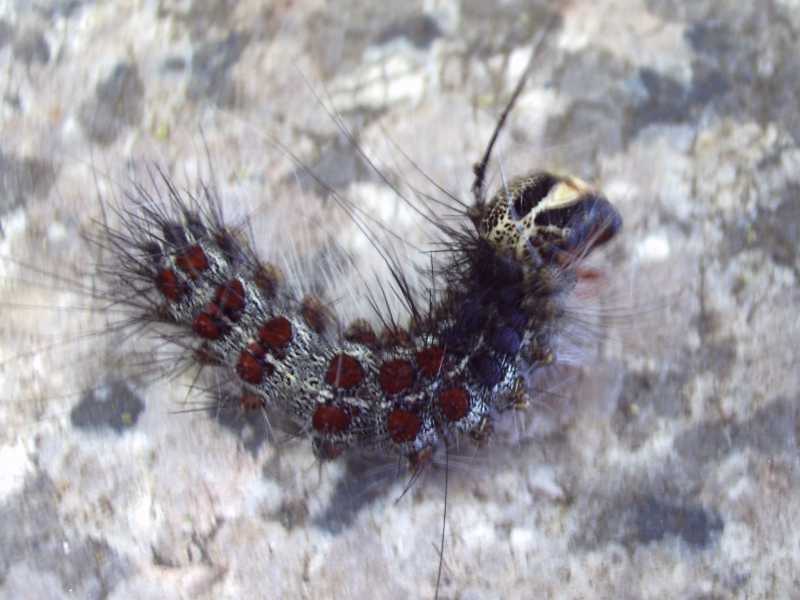 processionaria ? - No, Lymantria dispar